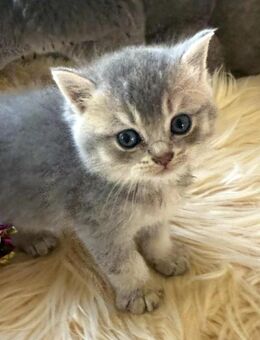 BKH Kitten reinrassig - Bergkamen Zentrum