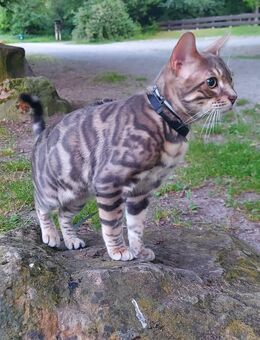 Junge Bengal blue-silver - Magstadt