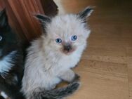 Main coon Mix kitten - Knüllwald