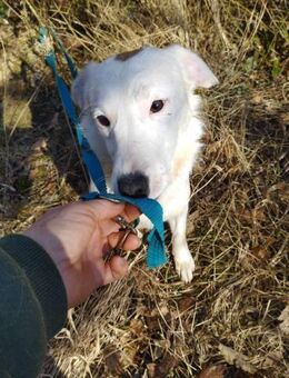 Fridolin blieb leider zurück - Augsburg