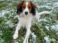 Wurfankündigung reinrassige Kooikerhondje Welpen - Bad Wurzach