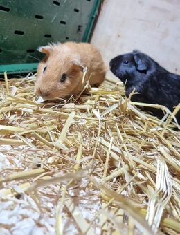 Meerschweinchen Babys Mädchen suchen 🩷 - Duisburg