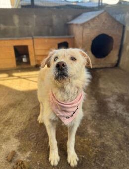 Neugieriger Arthur möchte die Welt sehen - Chemnitz