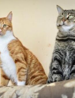 FiV+ Kater Goofy und Dennis - Grevenbroich