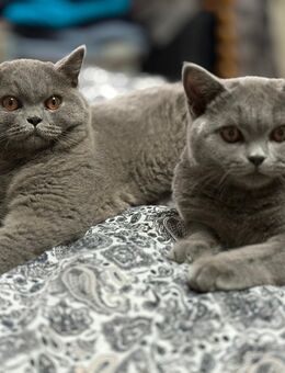 BKH / Britisch Kurzhaar Kitten - Mönchengladbach