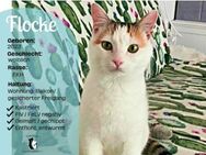 Traumkatze Flocke sucht mit Carrie - Plankstadt