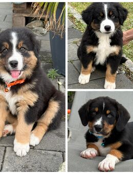 Welpen Berner Sennenhund-/Appenzeller-Mix und reinrassiger Australien Shephert - Otzing