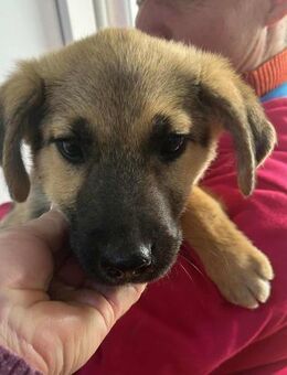 Vivi von kettenlos - Bollingstedt