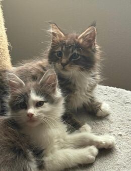 Tolle XXL Maine Coon Kitten, Katzen Kater Mainecoon - Nürnberg