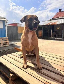 Michael - solche treuen Augen... - Alfeld (Leine)