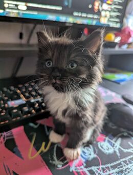 ✨ Zu vergeben: 2 zuckersüße Britisch-Longhair-Mix-Kätzchen ✨ - Drolshagen