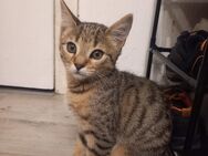 BengalMix Kitten - Idar-Oberstein