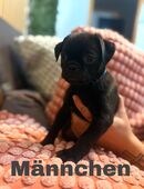 Retro Mops Welpen in 45661