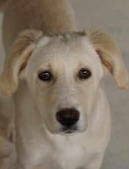 Hamilton, geb. ca. 01/2023, Griechenland - Markdorf