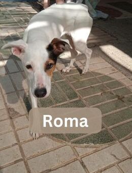 ROMA, w., kastr., Mischling, ca. 45 cm - Sipplingen