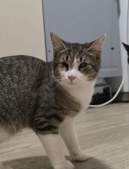 💛 Finchen sucht ein ruhiges Zuhause - Freilassing