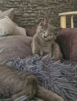 Süße BKH-Kitten suchen ein neues Zuhause - Kirchen (Sieg)