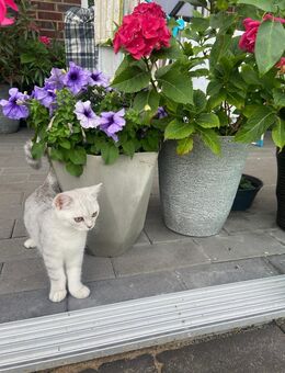 Kitten BKH - Schüttorf
