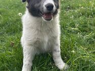 Border collie Welpen - Niedere Börde