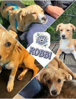 ROBBI * Sonnenschein mit großem Herzen - Duisburg