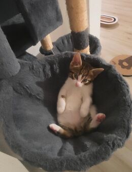 Drei süßen Kätzchen Mädchen - Backnang