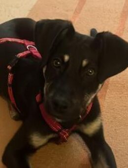 junger, cleverer Bo, 50cm, 13kg sucht - Köln