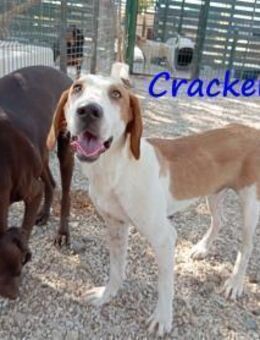Cracker ein treuer Begleiter 10/21 DE PS - Ruppertsecken