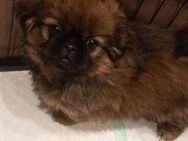 Reinrassige Pekingese-Hunde - Aschersleben