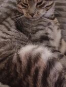 Vermittlungshilfe: Maine Coon MIX Brüder in 49584