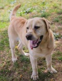 AARON - Freundlicher Labrador - Duisburg