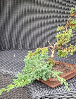 Juniperus Wacholder Bonsai - Niederkrüchten