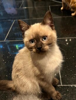 Eine liebevolle BKH/EKH-Mix Kitten sucht ein schönes Zuhause - Nürtingen