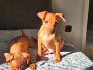 Zwergpinscher Welpen