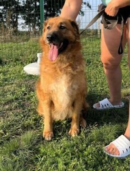 Zsömle wünscht sich ein Zuhause - Nordwalde