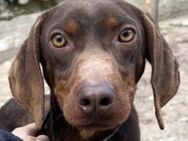 Franky, geb. ca. 03/2024, GRIECHENLAND - Euskirchen