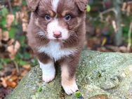 Welpen Australian Shepherd - Zarrentin (Schaalsee) Zentrum