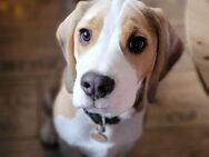 Beagle sucht - Hinte