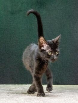 Salome, ein suesses Katzenkind - Brunstorf