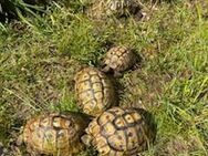 Gruppe Griech. Landschildkröten (4 Weibchen, 1 Männchen) - Hanau (Brüder-Grimm-Stadt)