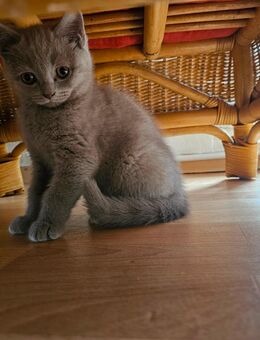 Goldige BKH Kitten - Rostock Schmarl