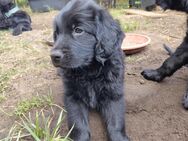 Bernersennhund/ Labrador/ Flatcoated Retriver Welpe - Potsdam