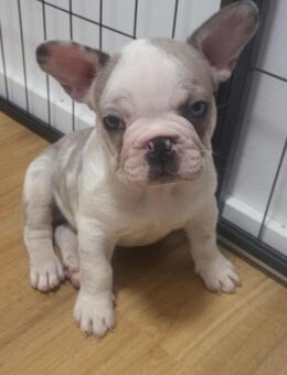 Französische Bulldoggen Welpen mit Stammbaum & EU-Pass – bereit zum Auszug! - Nürnberg