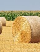 Rundballen-Stroh Gerste in 19273