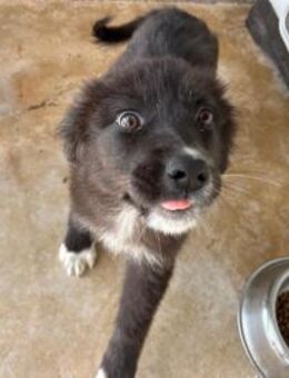 Flauschige, offene, liebe FLUSE! - Korschenbroich