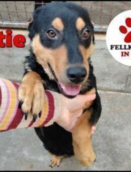 lieber Bertie sucht ein Körbchen - Margetshöchheim