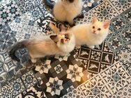 Neva Masquarade Ragdoll Kitten - Bochum