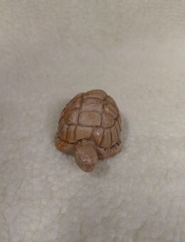 kleine  Figur Schildkröte - Dresden