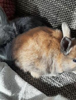 Zwergwidder Nachwuchs - Bissingen (Teck)