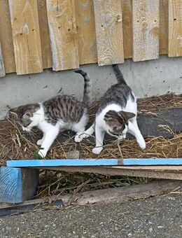 Babykatzen suchen neues Zuhause - Unterthingau