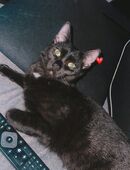 Mufasa & Simba suchen ihr Für-immer-Zuhause in 60435